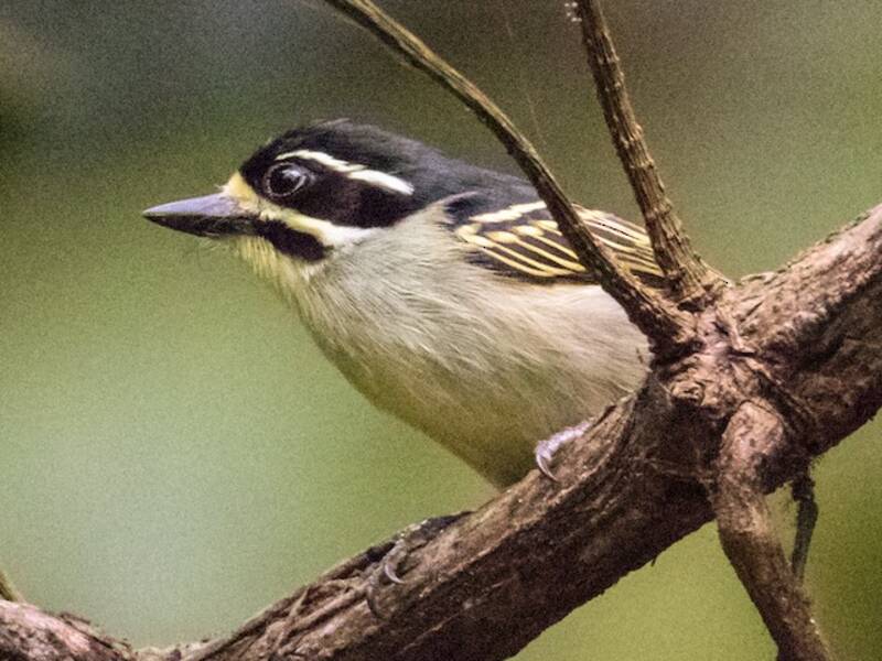 Gelbkehl-Zwergbartvogel, Fotos 2
