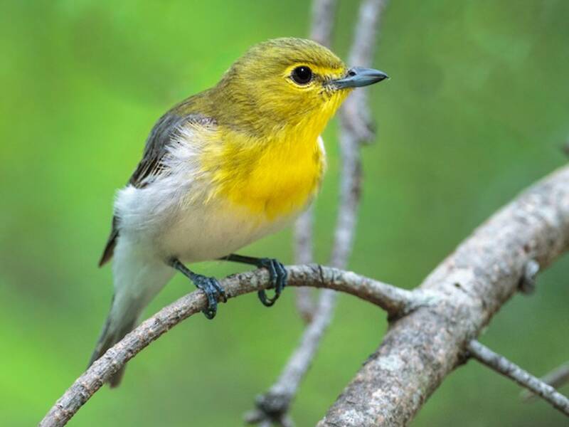 Vireo de Garganta Amarilla