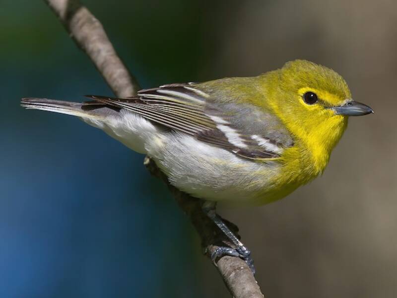 Gelbkehlvireo, Fotos 4