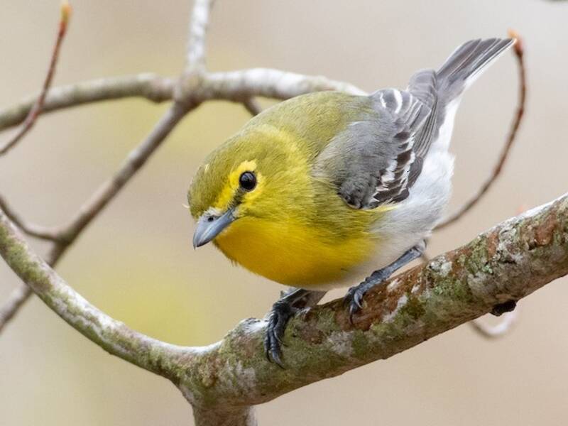 Gelbkehlvireo, Fotos 3