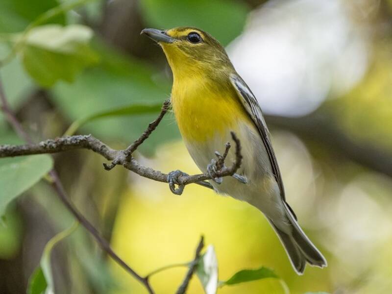 Gelbkehlvireo, Fotos 2