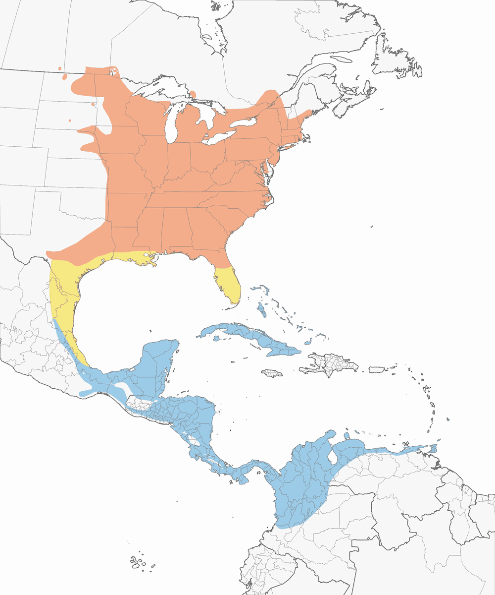 Gelbkehlvireo, Verbreitung 1