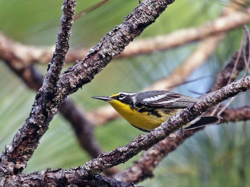 Bahama-Waldsänger, Fotos 2
