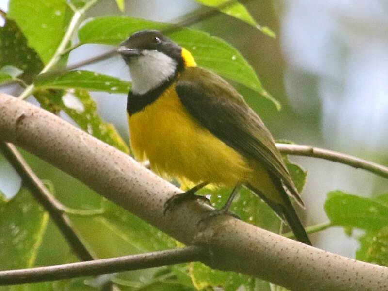 Silbador de las Molucas