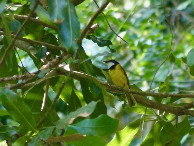 Silbador de Babar, Fotos 3
