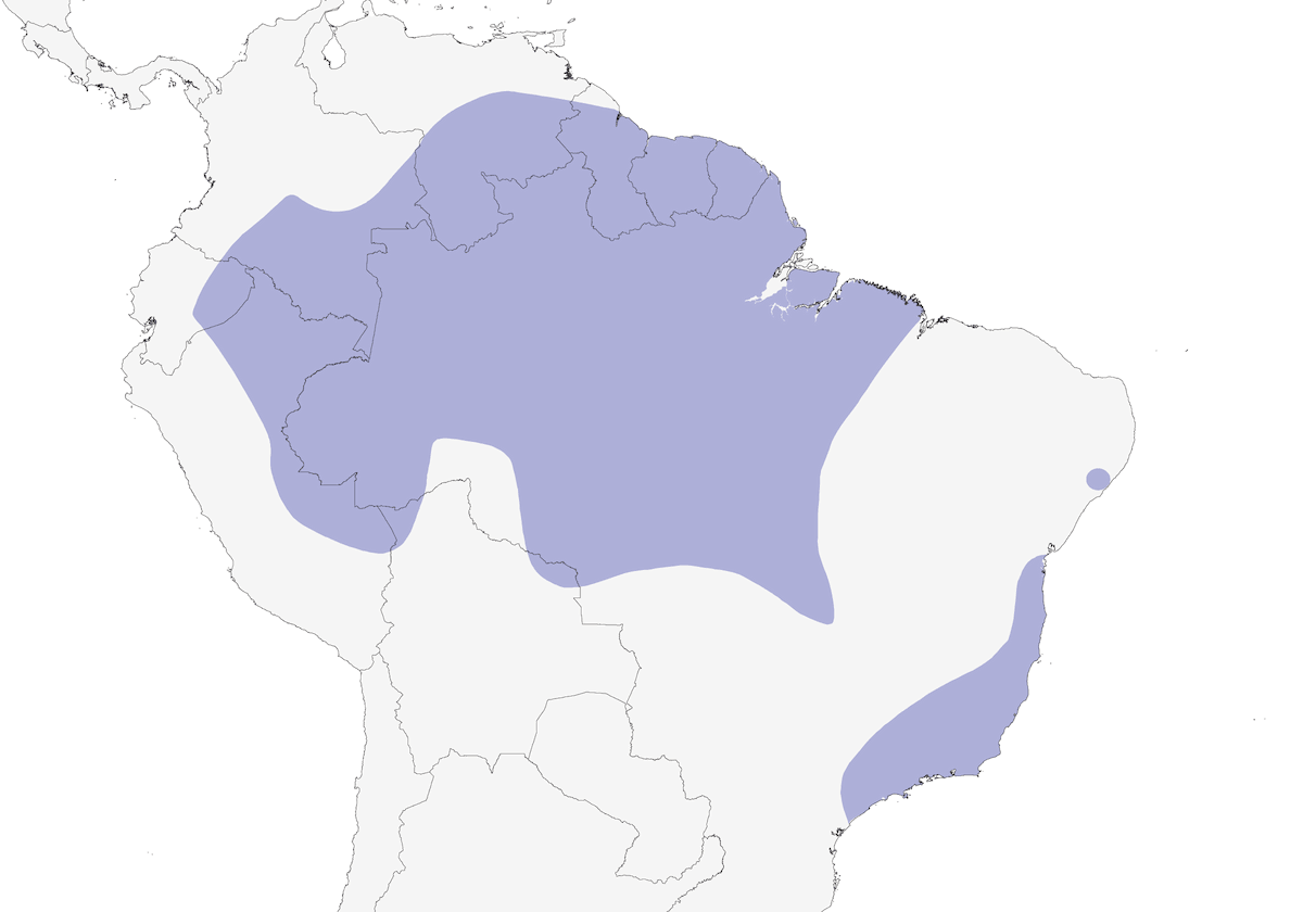 Picchio golagialla, Distribuzione 1