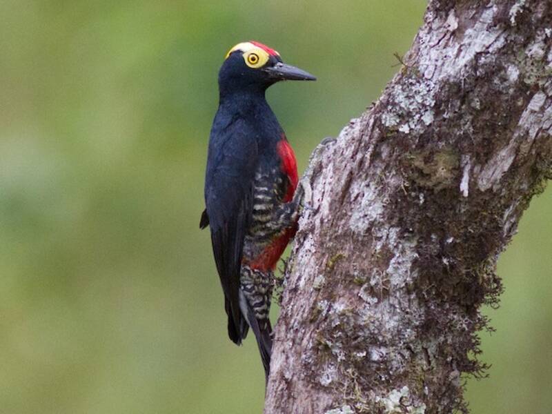 Yellow-tufted Woodpecker, 照片 3