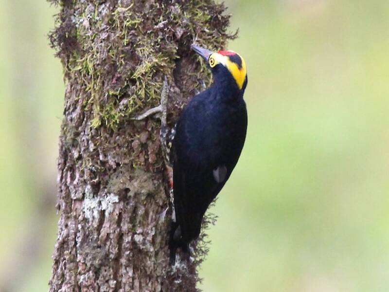 Yellow-tufted Woodpecker, 照片 4