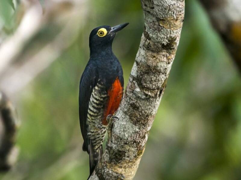 Yellow-tufted Woodpecker