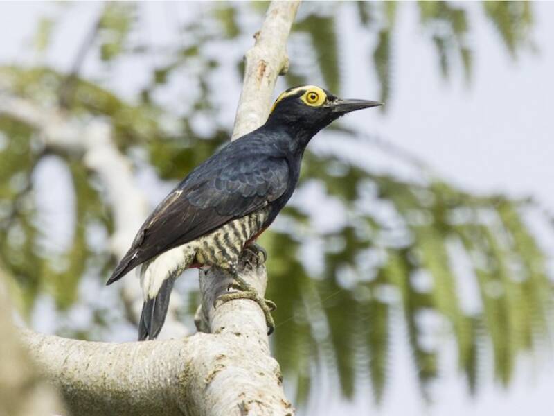 Yellow-tufted Woodpecker, 照片 2
