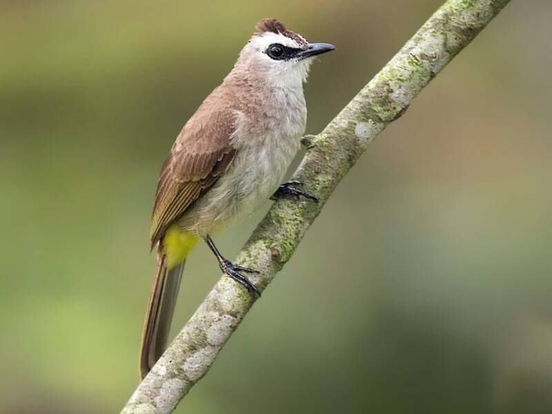 Yellow-vented Bulbul, 照片 4