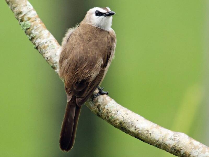 Yellow-vented Bulbul, 照片 2
