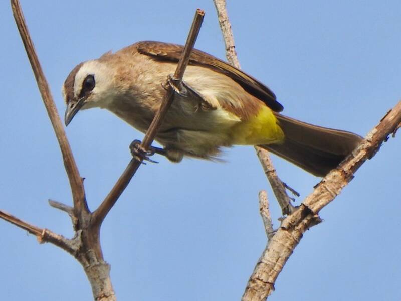Yellow-vented Bulbul, 照片 3