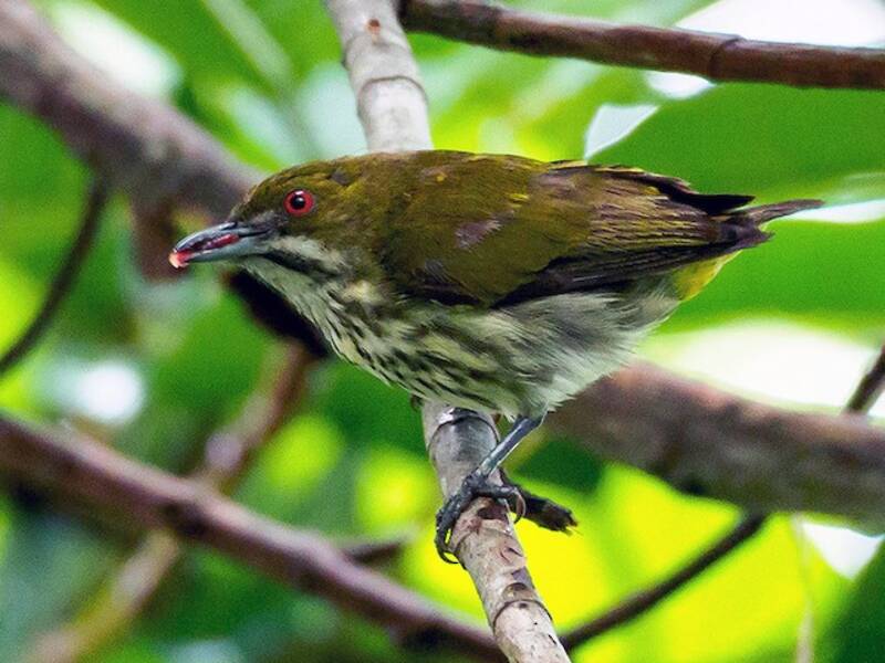 Yellow-vented Flowerpecker, Photos 4