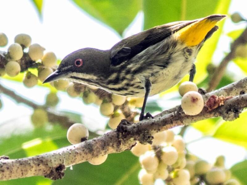 Yellow-vented Flowerpecker, Photos 3