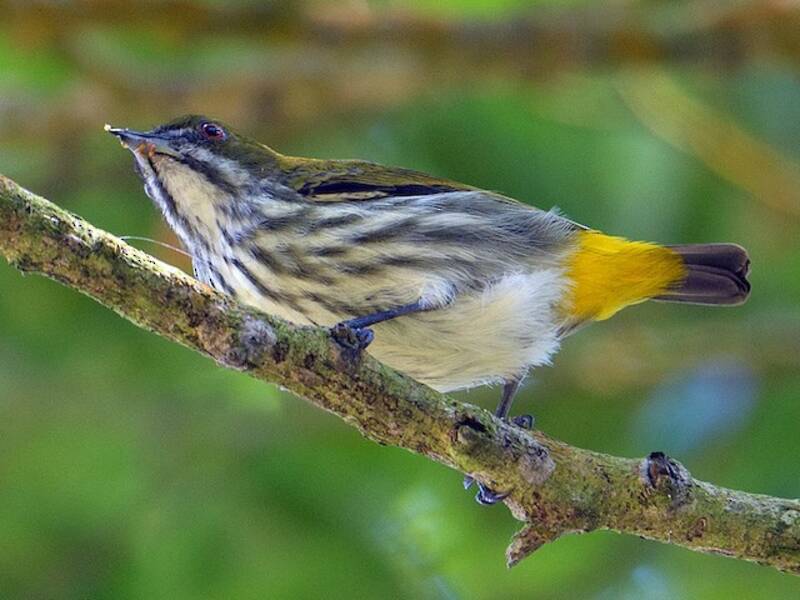 Yellow-vented Flowerpecker, Photos 2