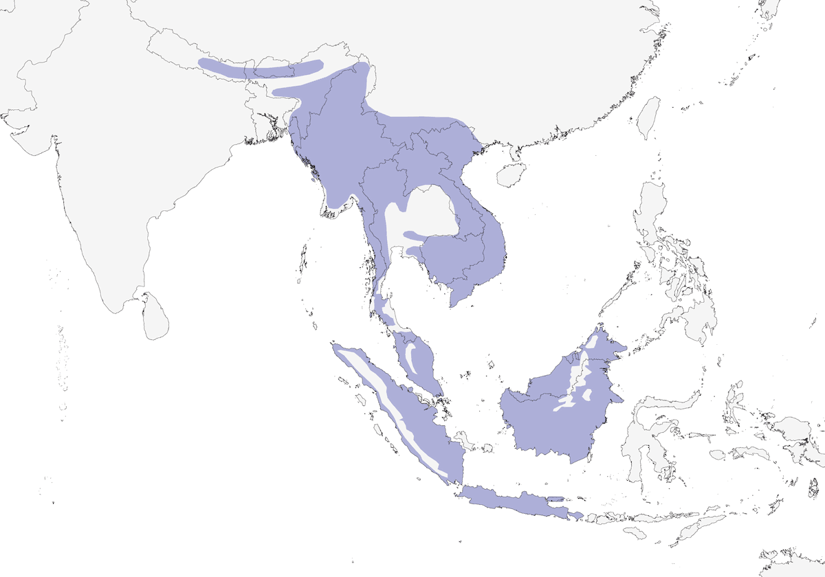 Yellow-vented Flowerpecker, Distribution 1