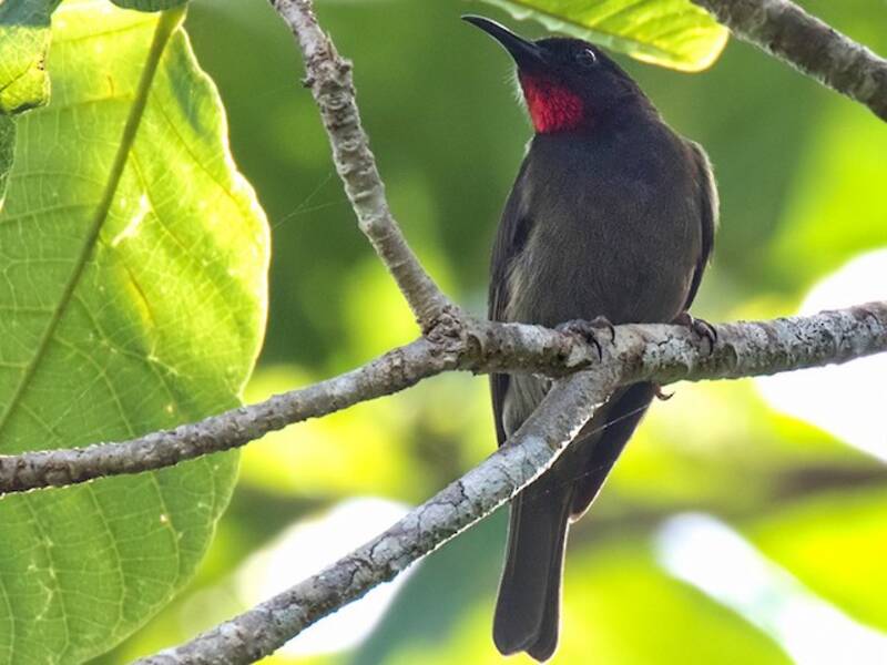 Yellow-vented Myzomela, Photos 2