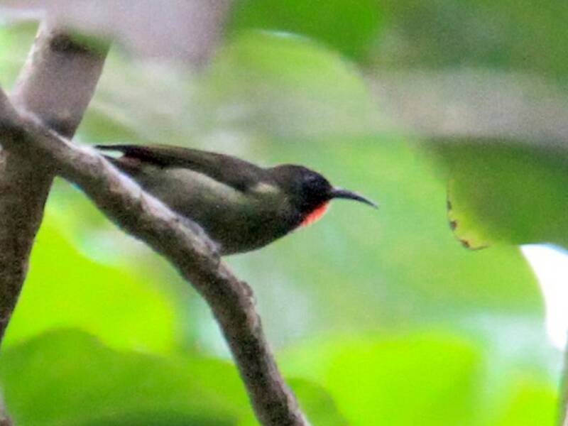 Yellow-vented Myzomela, Photos 3