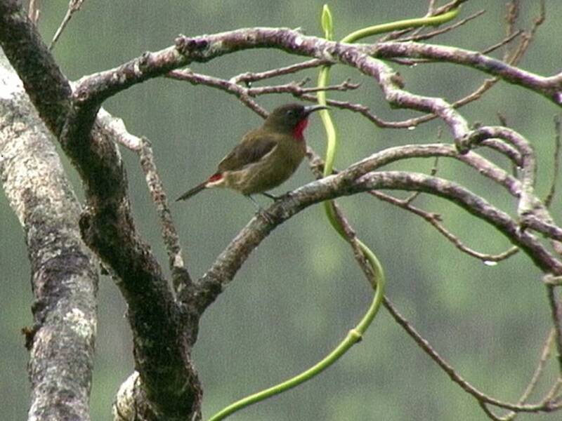 Yellow-vented Myzomela, Photos 4