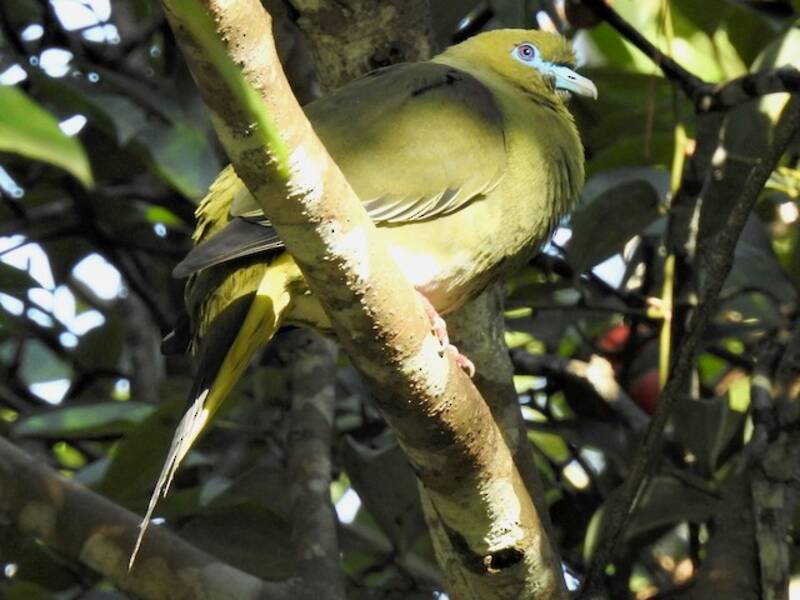 Colomba verde sottocoda giallo, Foto 3