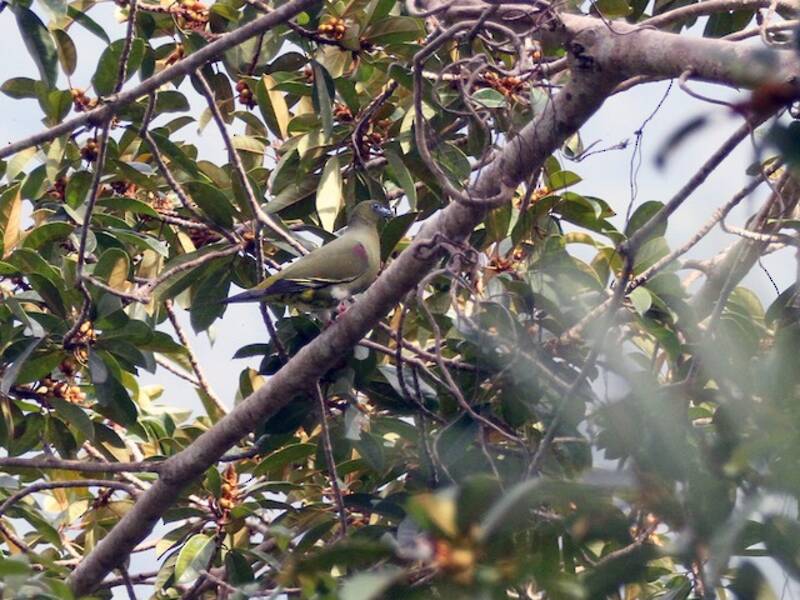 Colomba verde sottocoda giallo, Foto 4