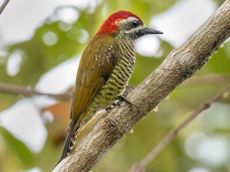 Yellow-vented Woodpecker