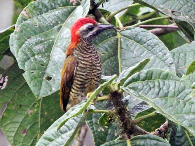 Yellow-vented Woodpecker, 照片 3