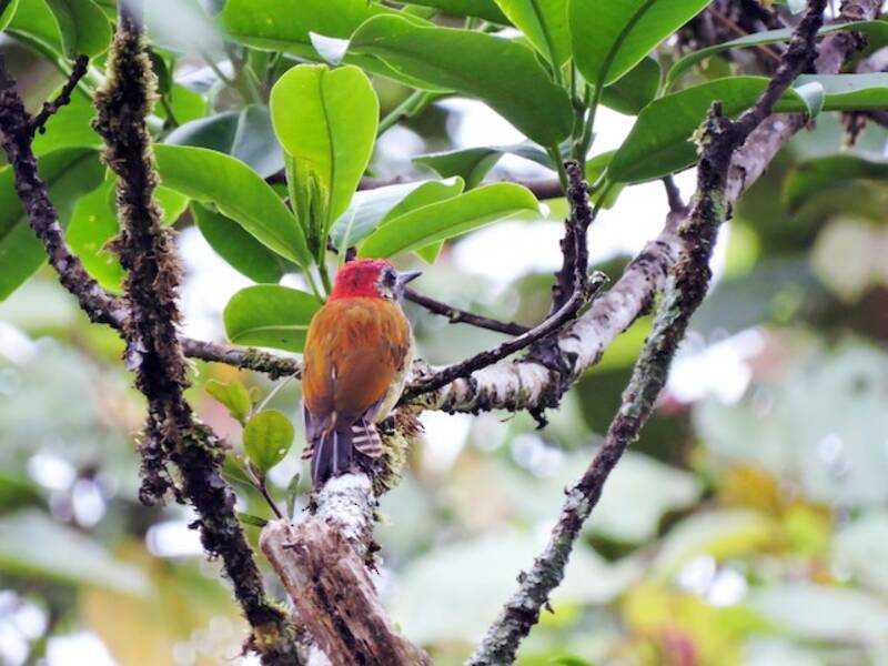 Yellow-vented Woodpecker, 照片 4