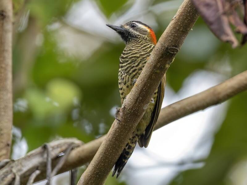 Yellow-vented Woodpecker, 照片 2