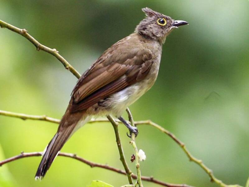 Bulbul de cejas amarillas