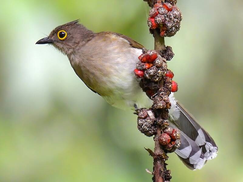 Bulbul de cejas amarillas, Fotos 3