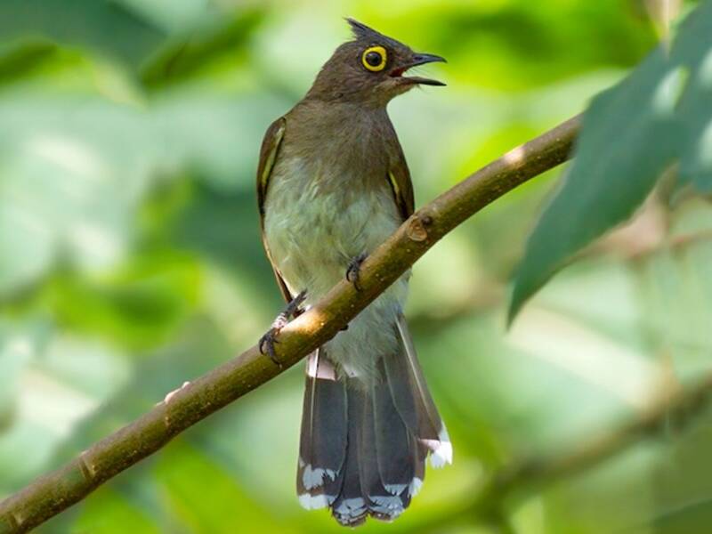 Bulbul de cejas amarillas, Fotos 2