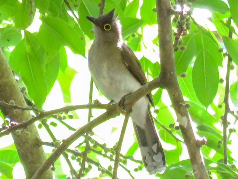 Bulbul de cejas amarillas, Fotos 4
