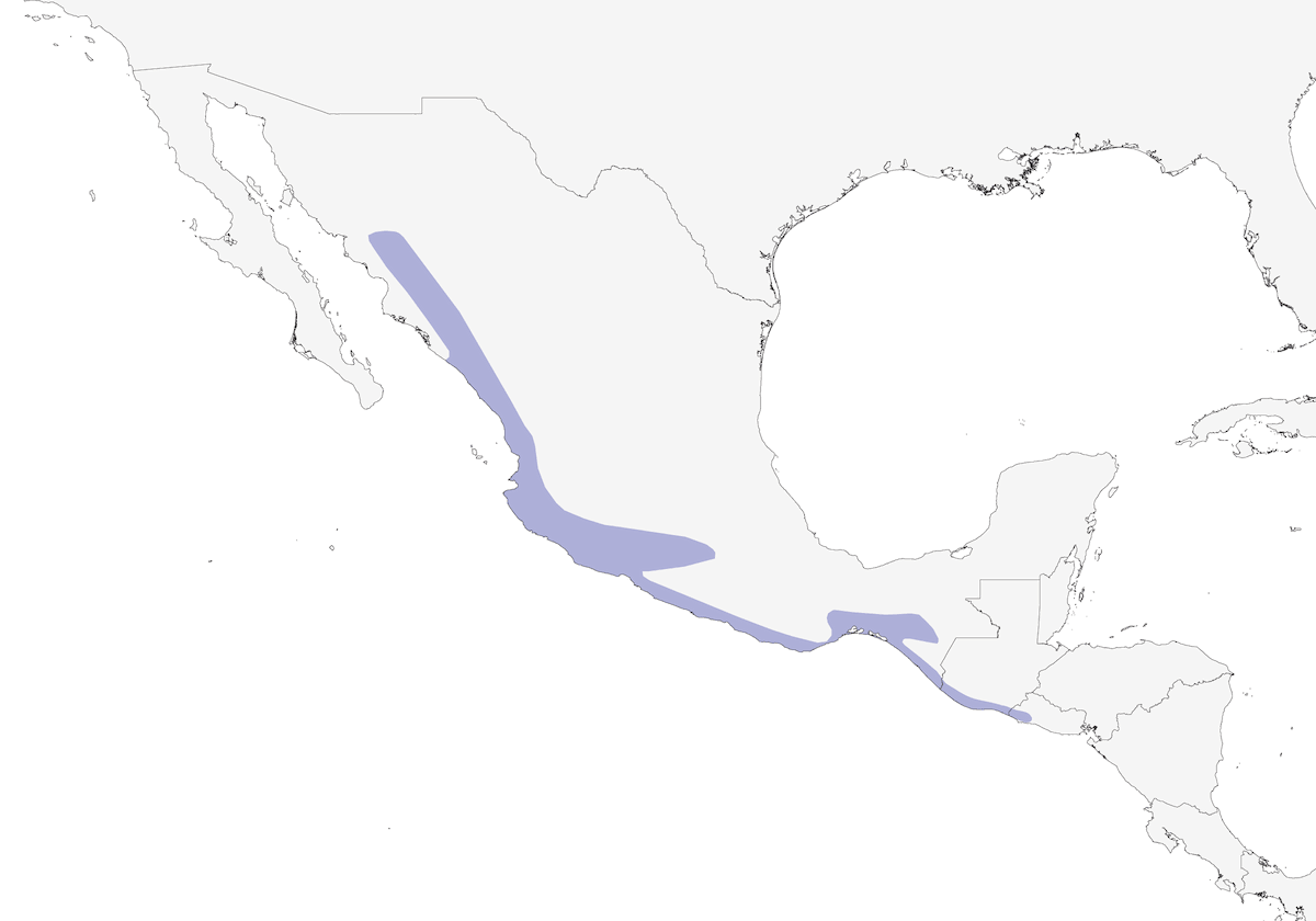 Cacique aliamarillo, Distribución 1