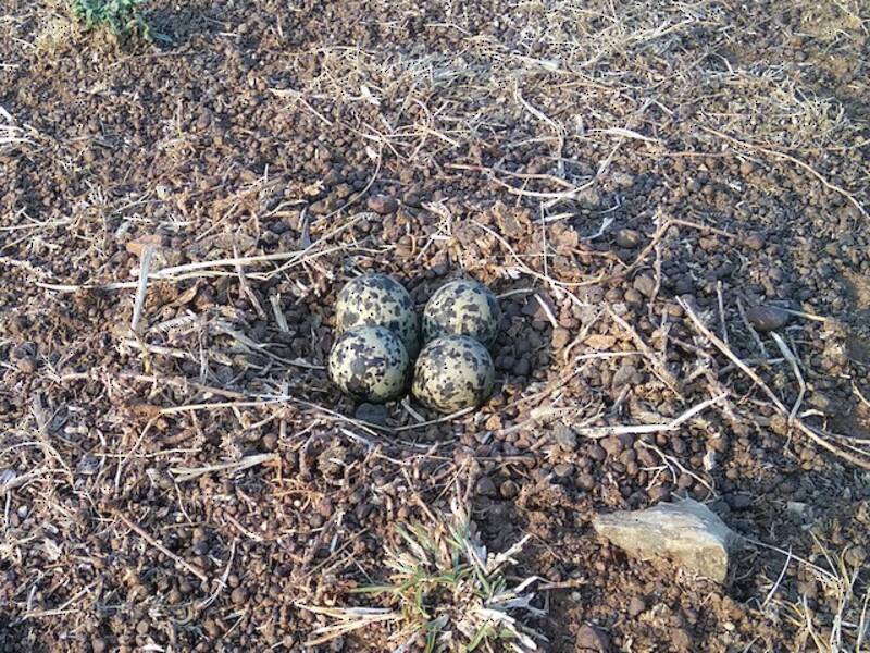 Pavoncella caruncolata gialla, Foto 2