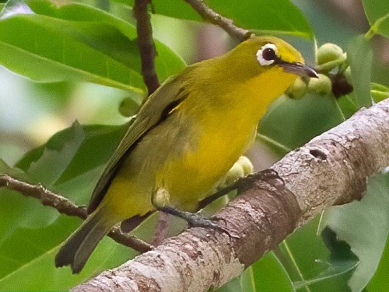 Zostérops à front jaune, Photos 2