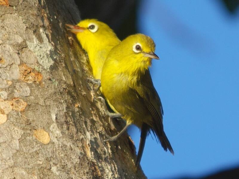Yellow-fronted White-eye