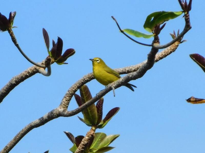 Zostérops à front jaune, Photos 4