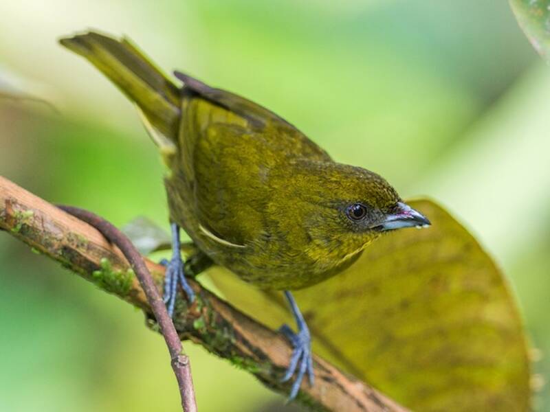 Tanagra giallo-verde, Foto 2