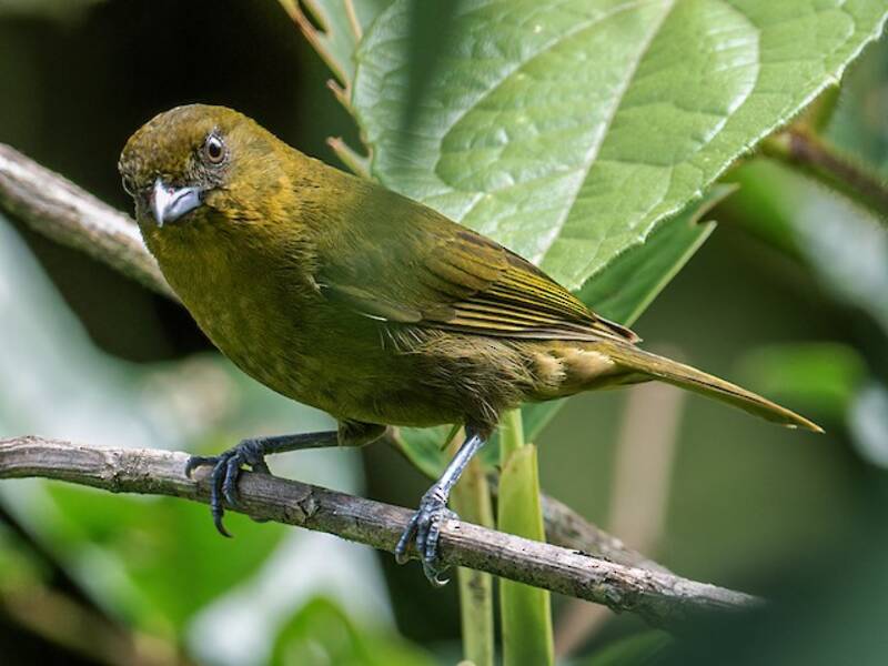 Tanagra giallo-verde, Foto 3