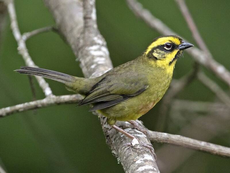 Yellow-striped Brushfinch, 照片 4