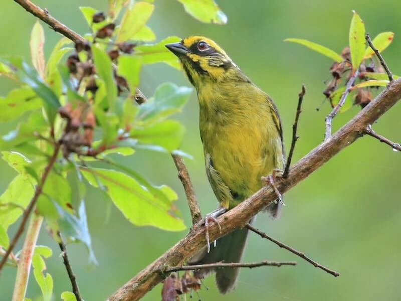 Yellow-striped Brushfinch