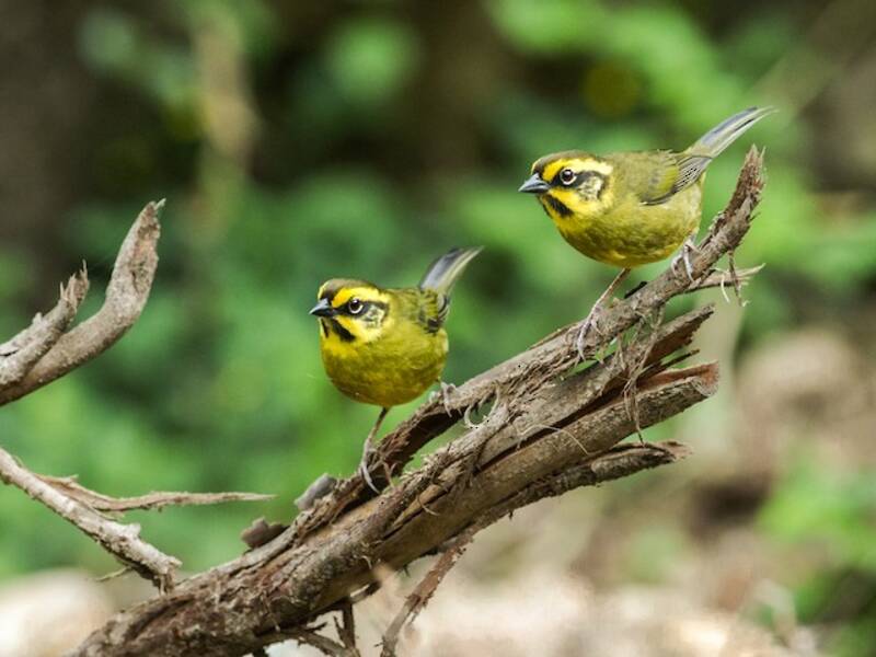 Yellow-striped Brushfinch, 照片 2