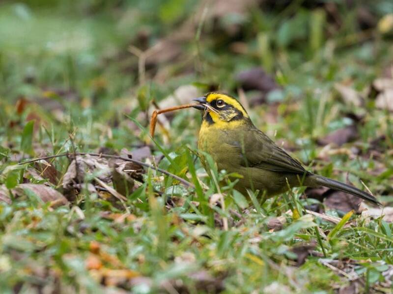 Yellow-striped Brushfinch, 照片 3