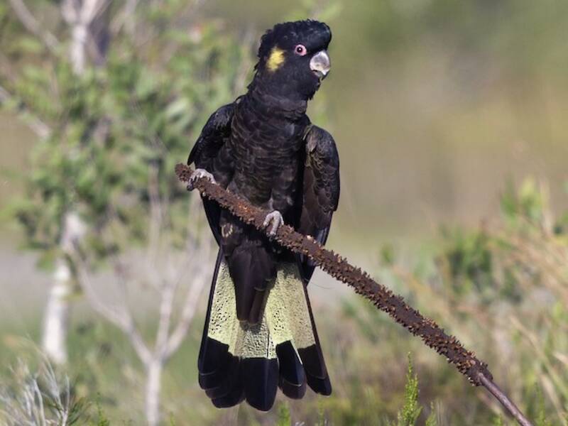 Cacatúa negra coliamarilla, Fotos 3