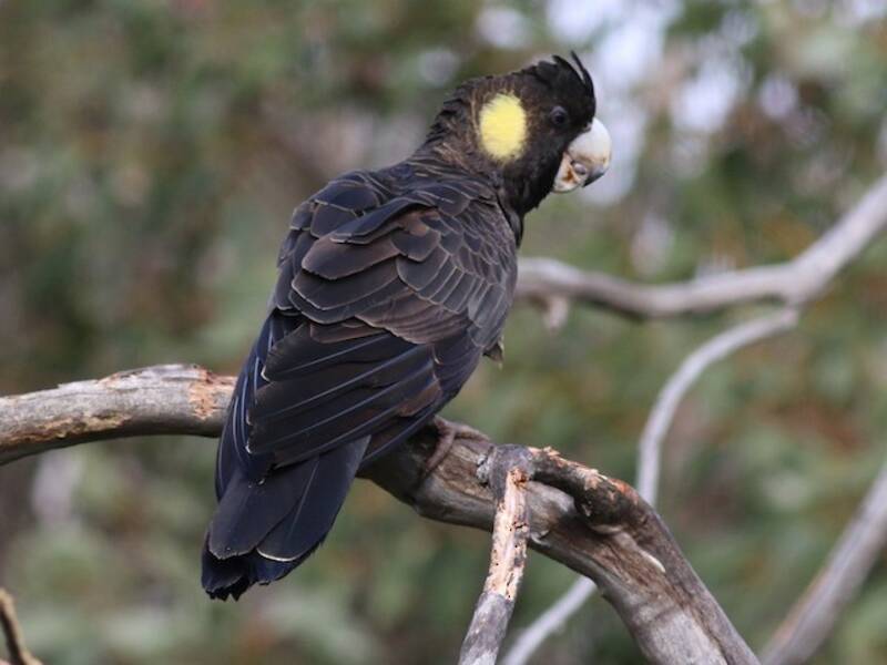 Cacatúa negra coliamarilla, Fotos 2