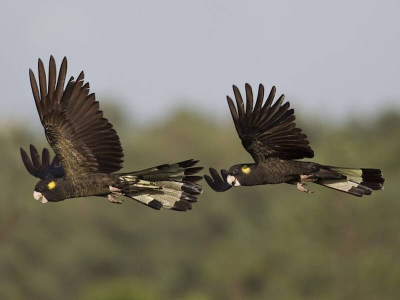 Cacatúa negra coliamarilla
