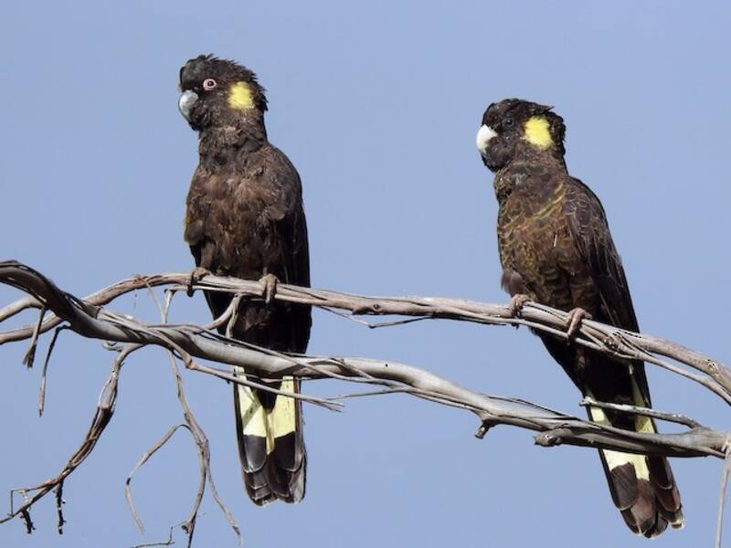 Cacatúa negra coliamarilla, Fotos 4