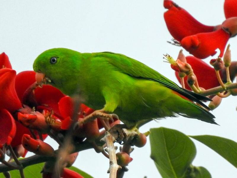 Yellow-throated Hanging-Parrot, 照片 3
